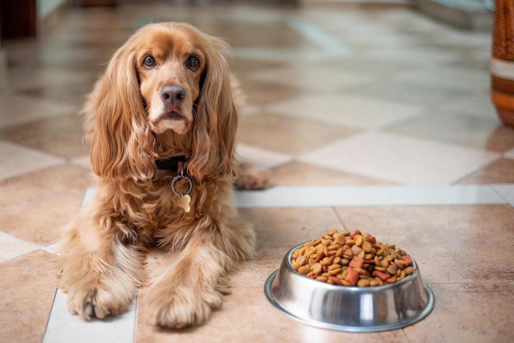 How To Read Dog Food Ingredient Labels