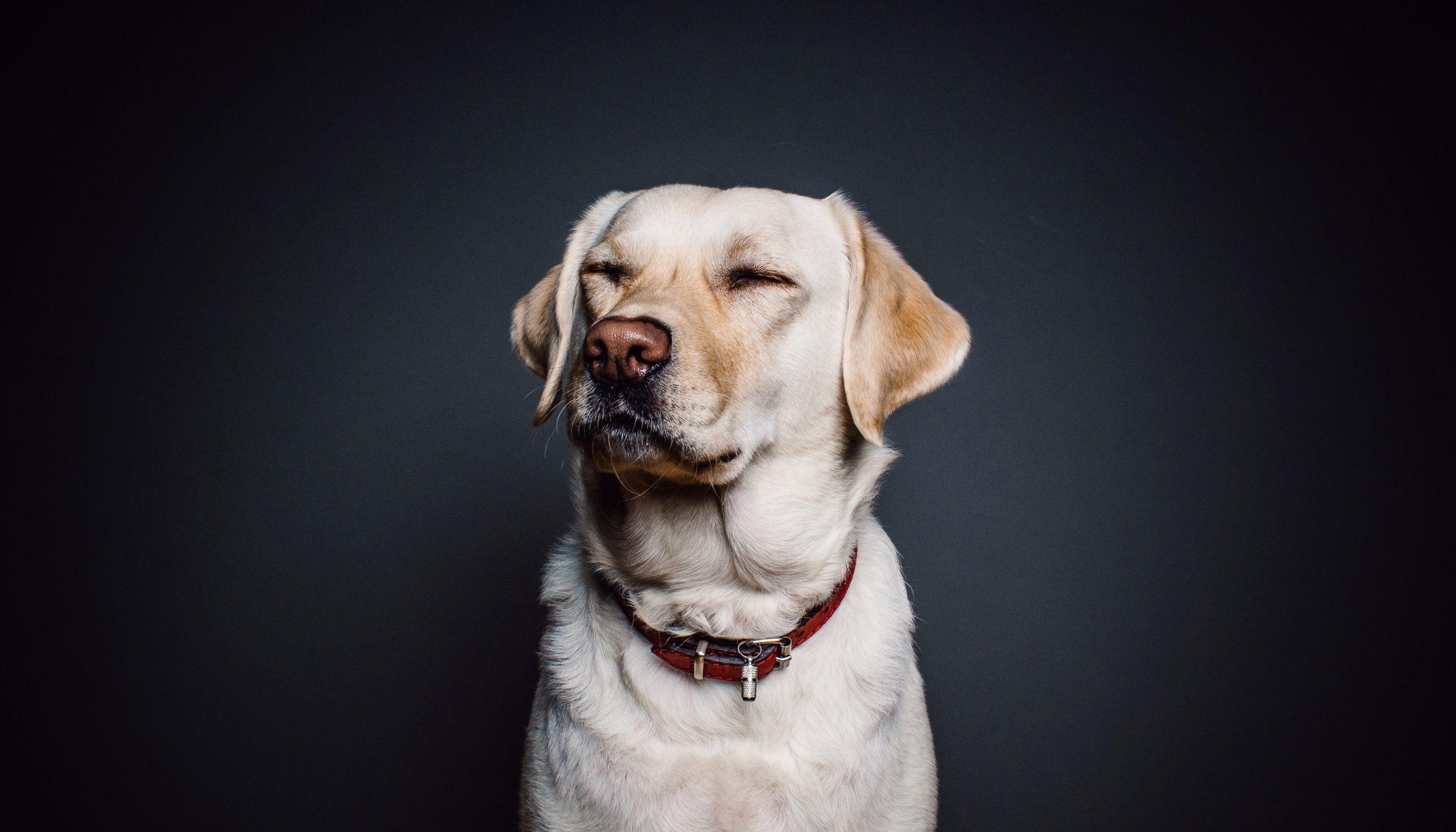 Is Your Dog Showing Signs Of Sight & Hearing Loss? Here’s What To Do!