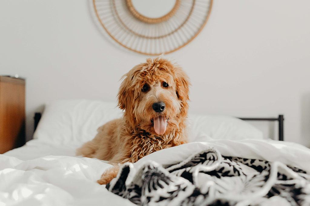 Should Dogs Sleep In Your Bed?