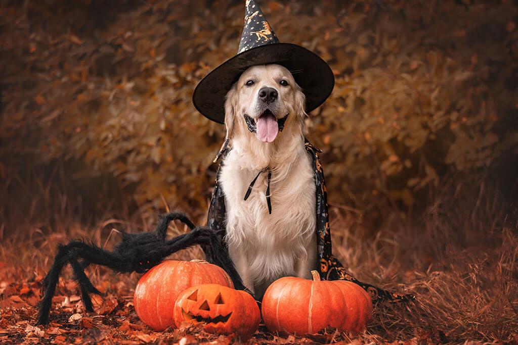 New Data Reveals America’s Most Popular Dog Halloween Costumes – Chucky Crowned Top!