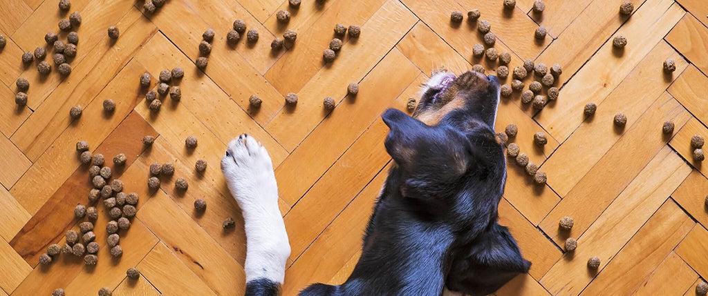 Your Guide To Storing Dog Food