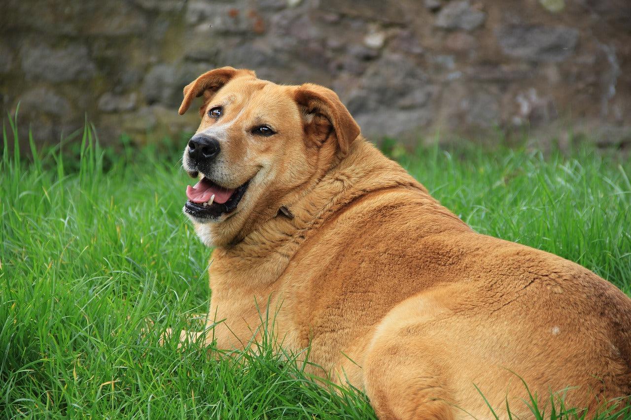Dog Obesity: Try These 6 Proven Weight Loss Tricks