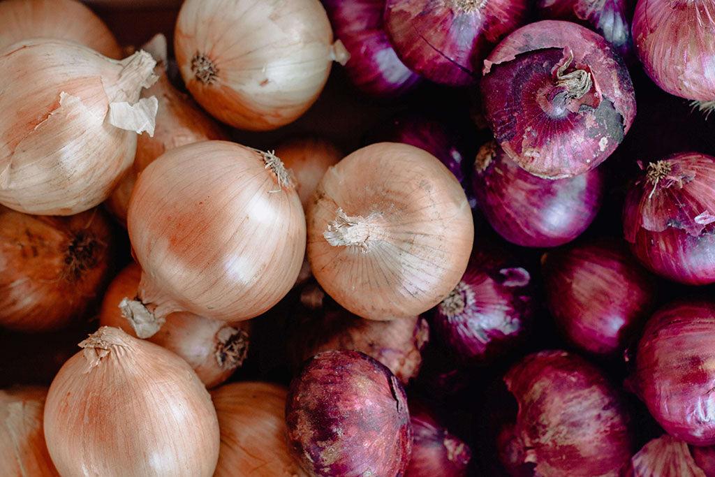 Are Onions Bad For Dogs?