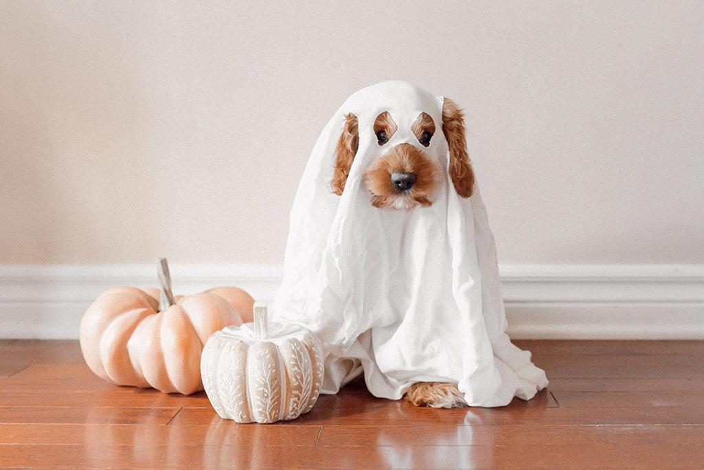 Healthy Homemade Halloween Treats For Your Pup
