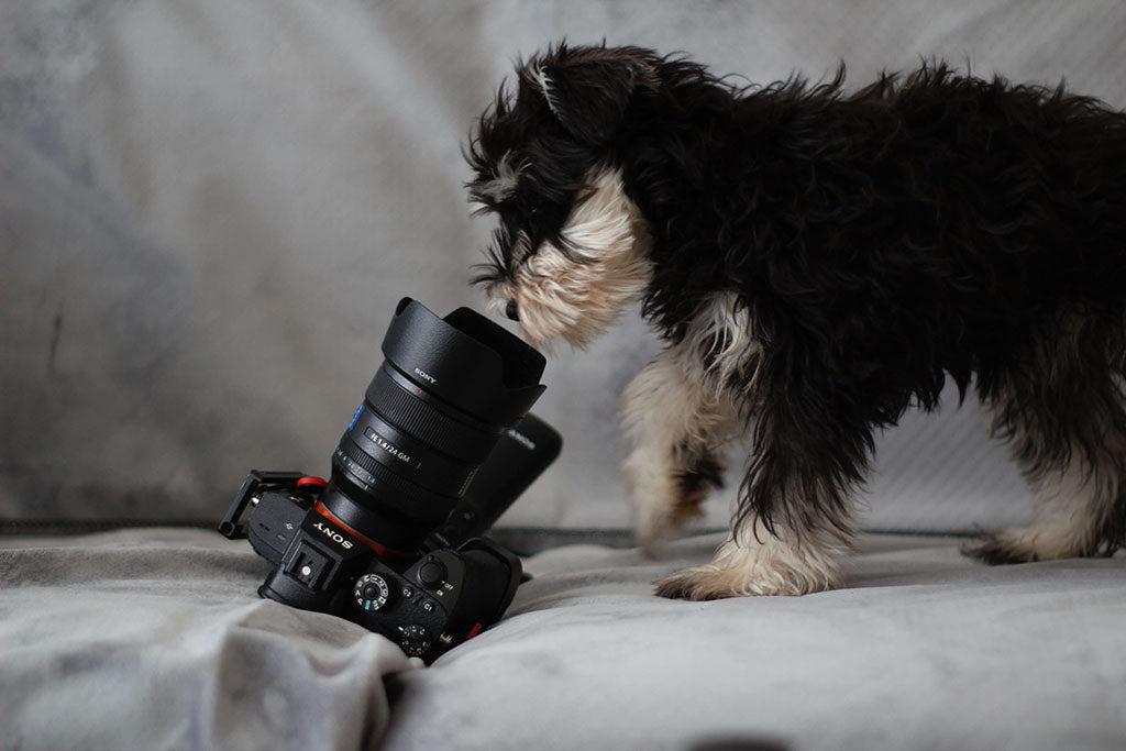 How To Take Pictures Of Your Dog