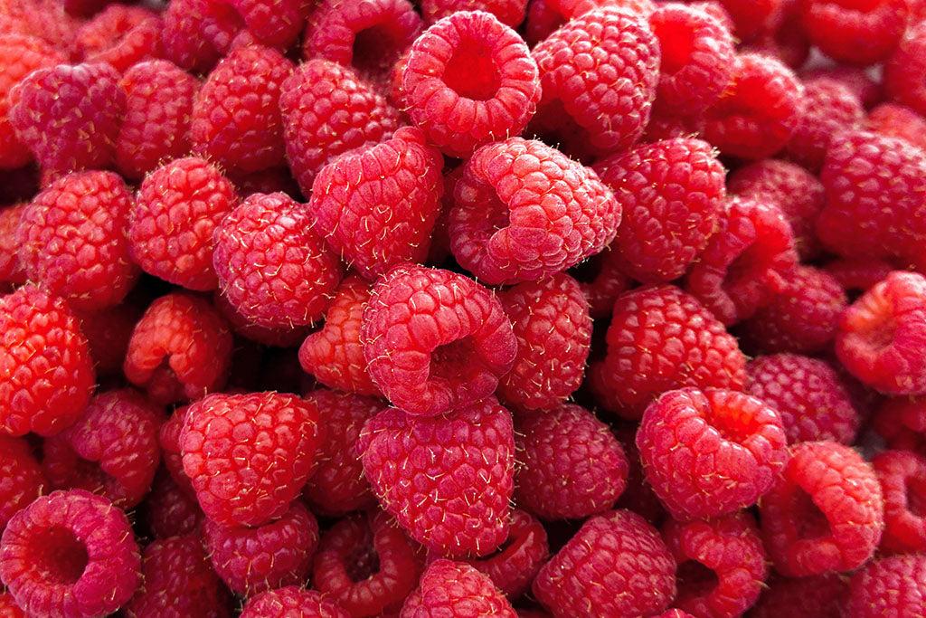 Are Raspberries Good for Dogs?