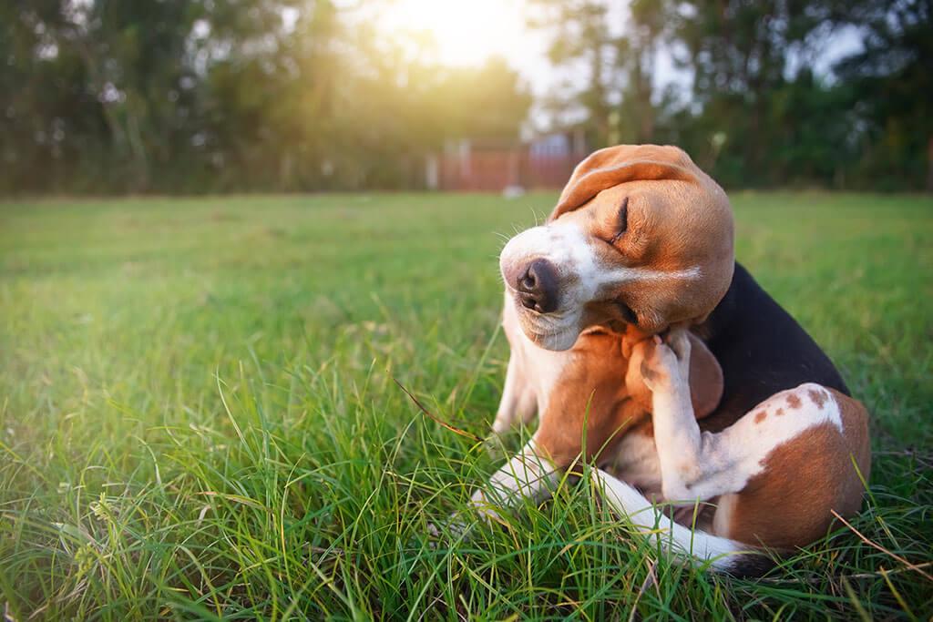 Dealing with Hives and Other Allergy Bumps on Dogs