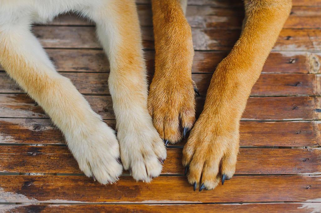 Red Paws in Dogs: Causes and Remedies Explained