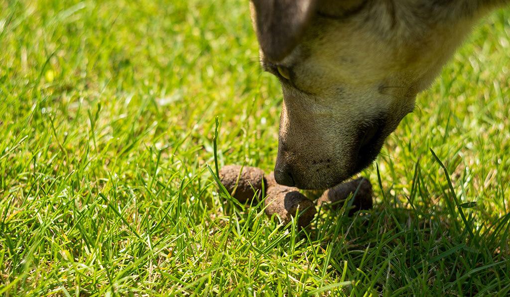 Why Do Dogs Eat Poop?