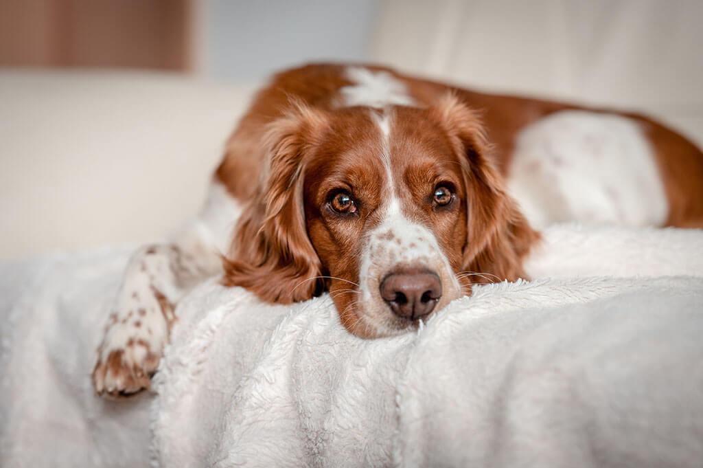 Lethargy In Dogs