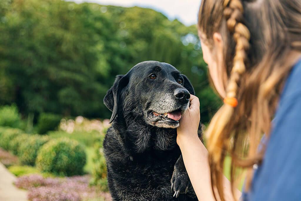 What You Should Know About Elderly Dog Care