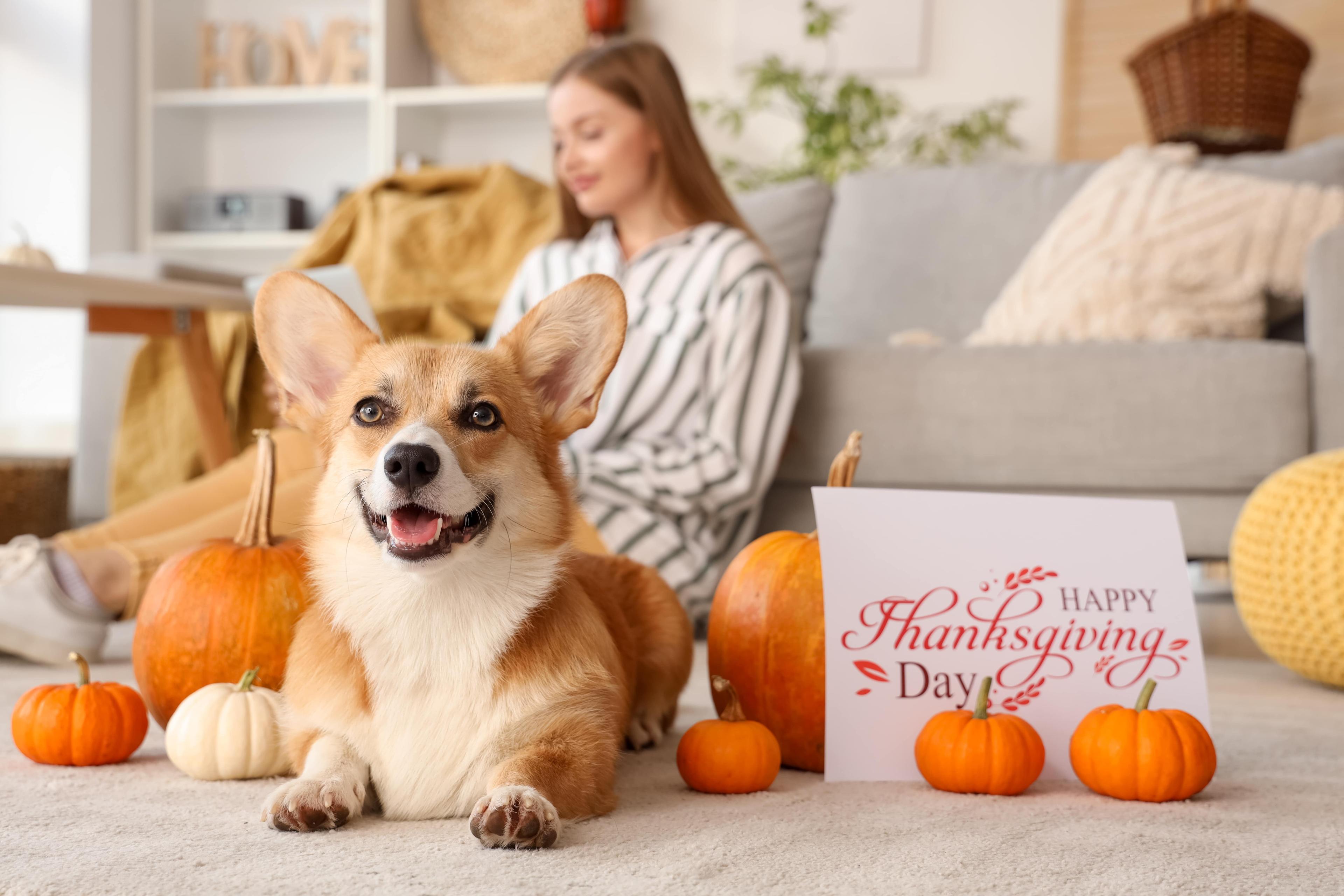 How To Make Thanksgiving Safe For Your Dog – A Vet’s Advice