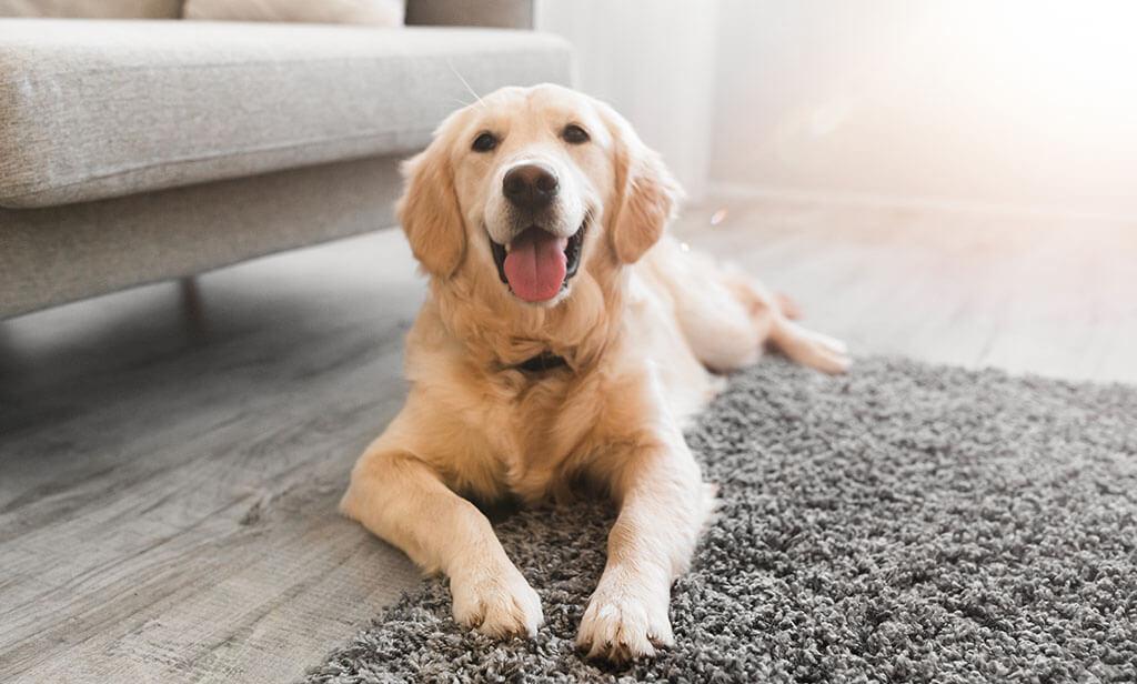 These Calming Ingredients Can Make Your Dog Happy