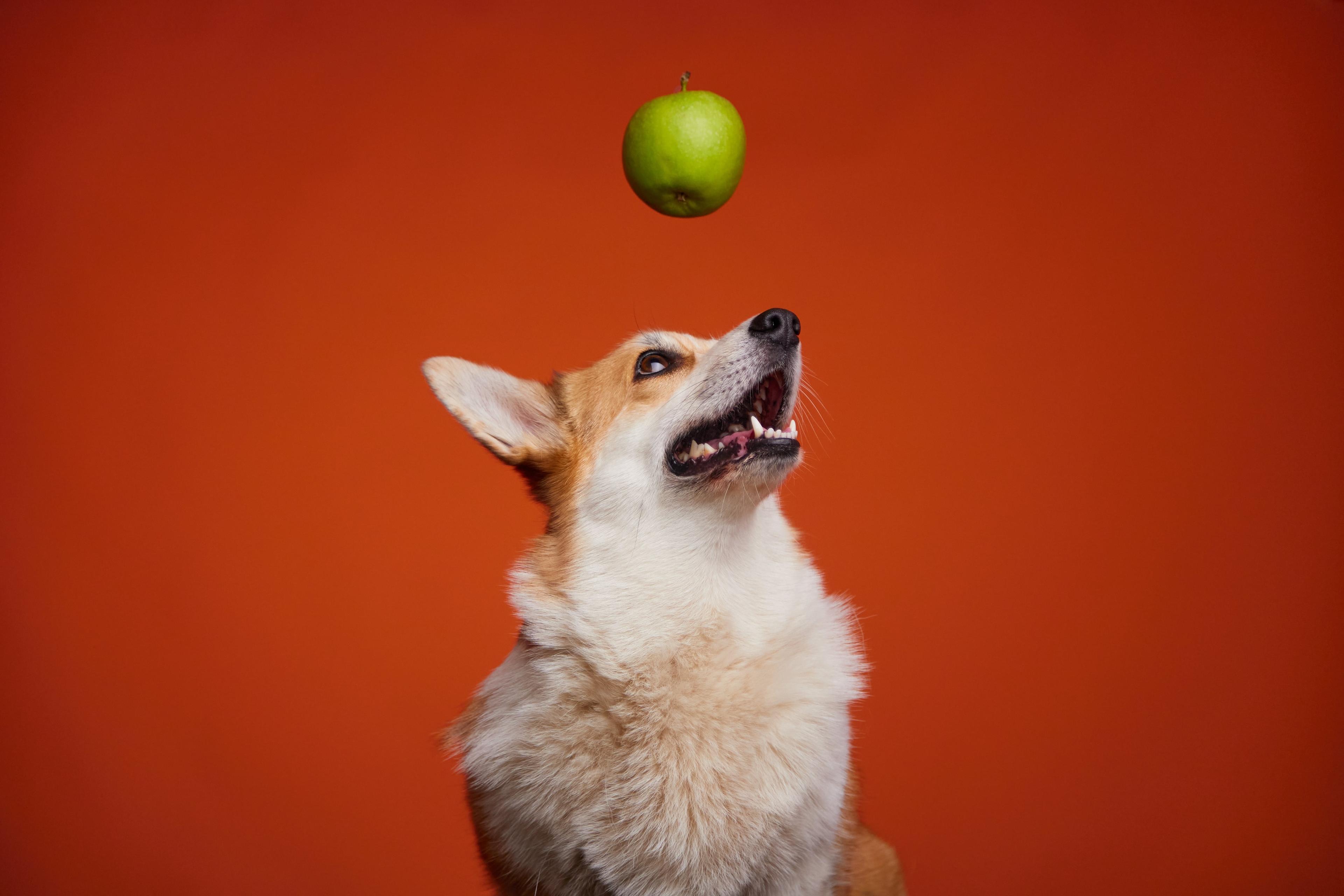 Can Dogs Eat Apples?
