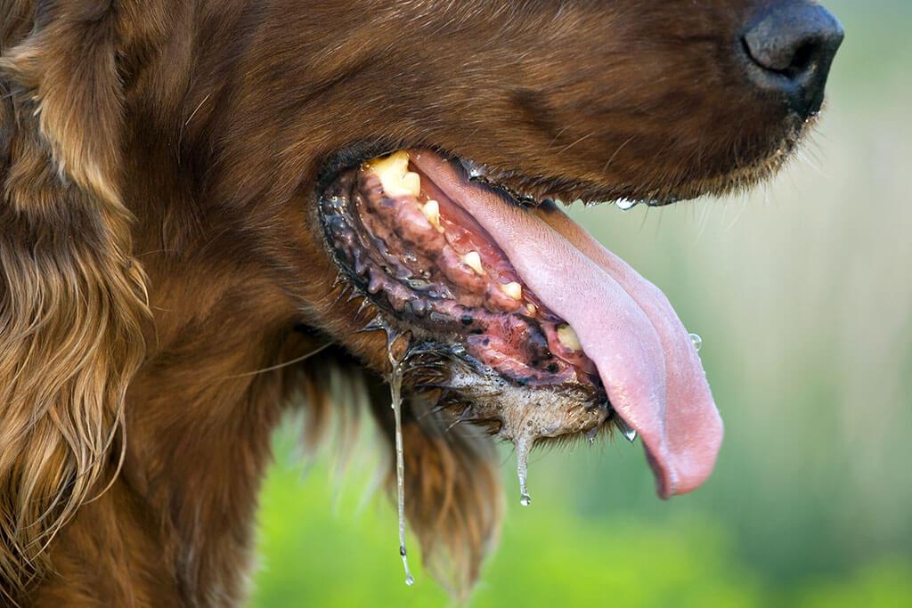 Why Do Dogs Drool?