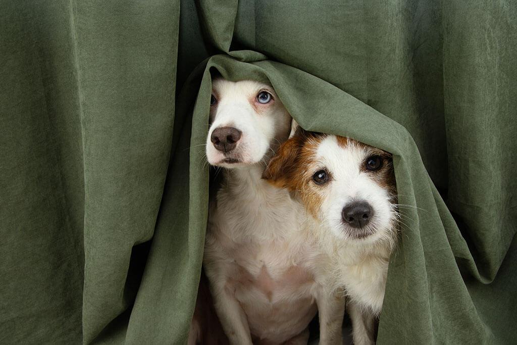 How To Calm Dogs From Fireworks This New Year’s Eve