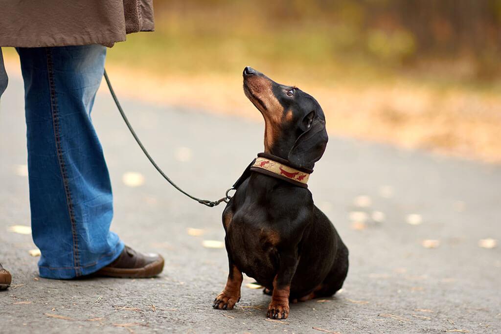 Training Your Dog: Essential Beginner’s Tips