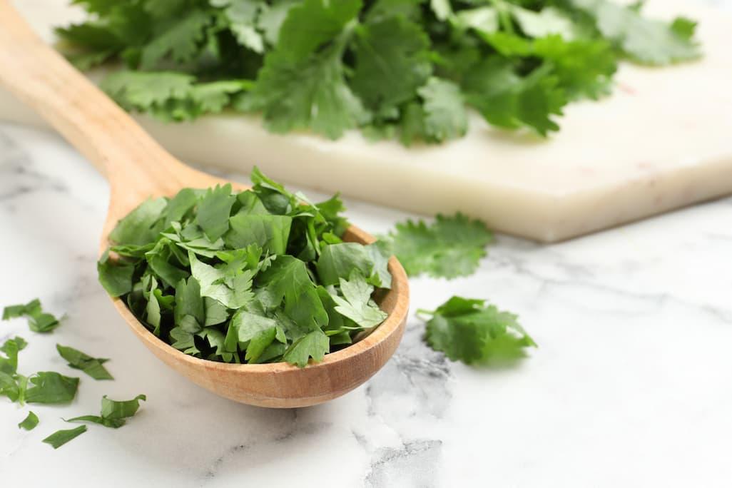 Can Dogs Eat Cilantro? Benefits, Precautions & How to Feed