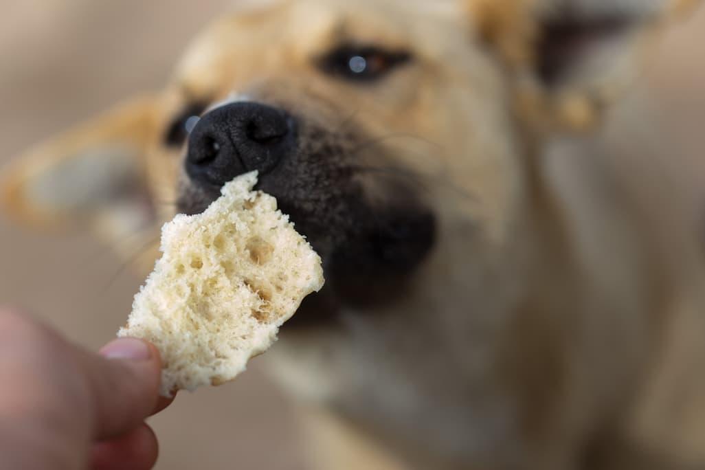 Can Dogs Eat Bread? Types, Tips, and Important Precautions
