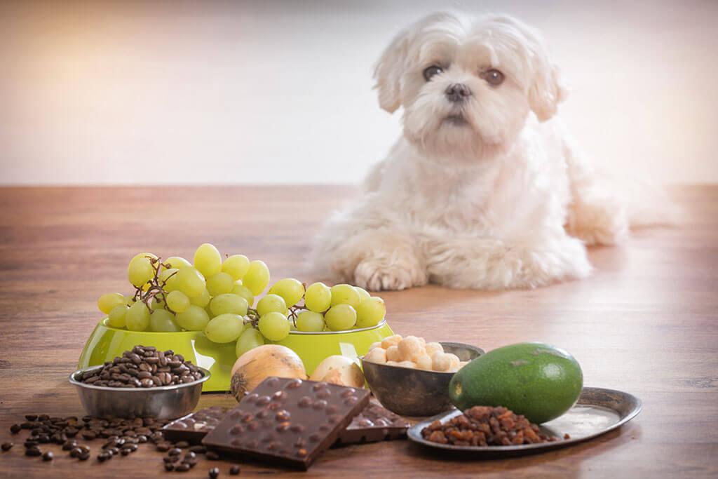 What Foods Are Toxic To Dogs?
