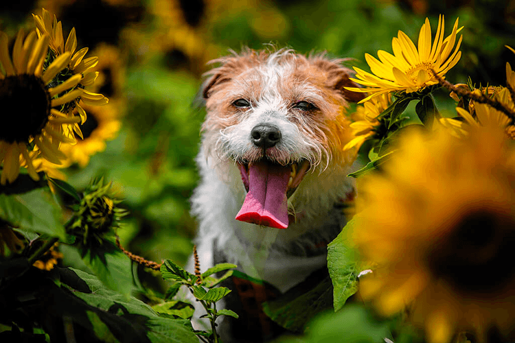 10 Reasons Your Dog Is Throwing Up Undigested Food PetLab Co