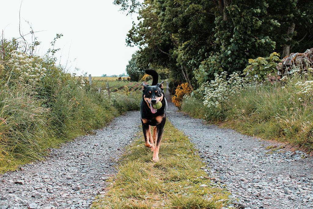 Why Does Positive Reinforcement For Dogs Work?