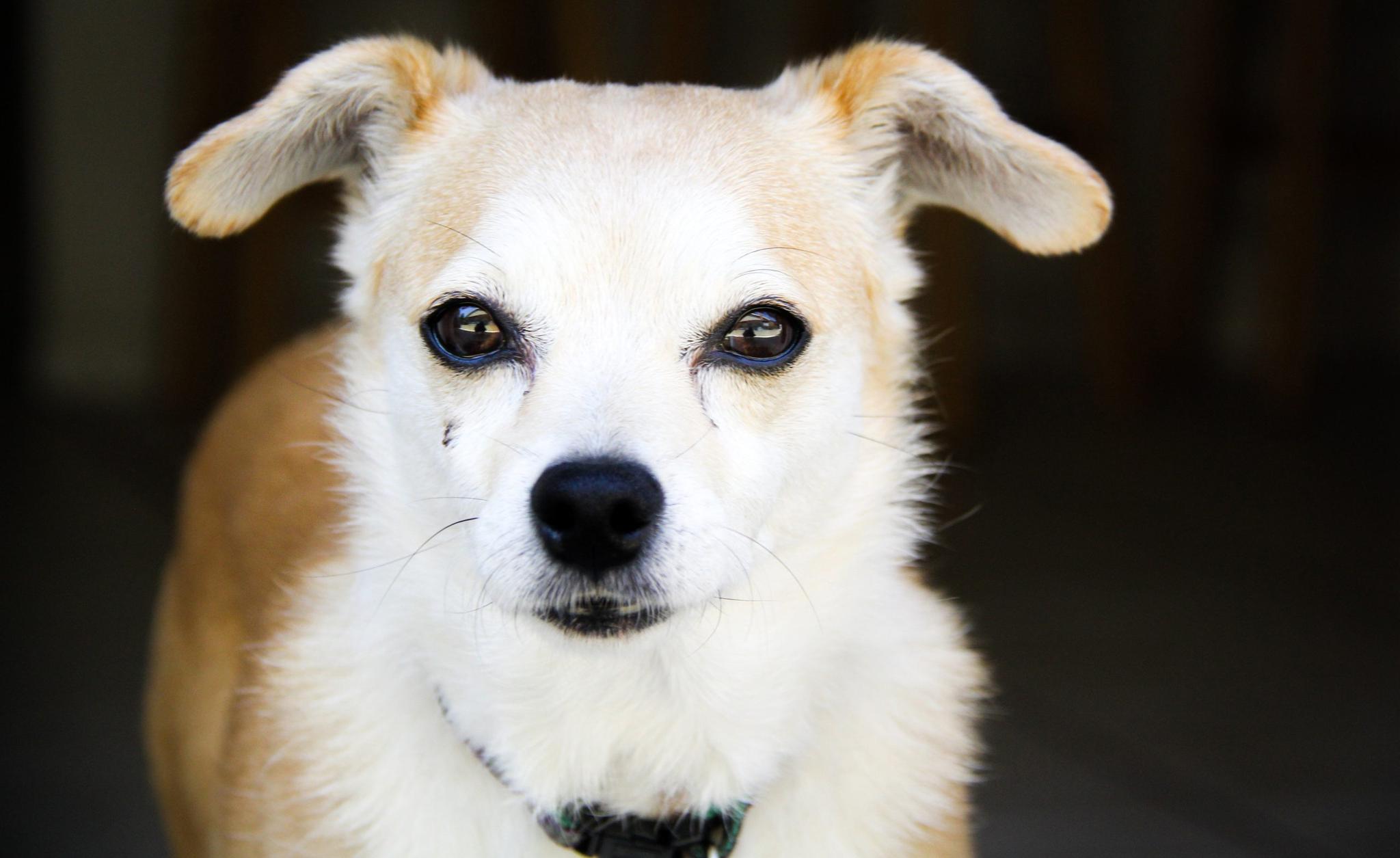 Why Are My Dog's Eyes Watery? PetLab Co