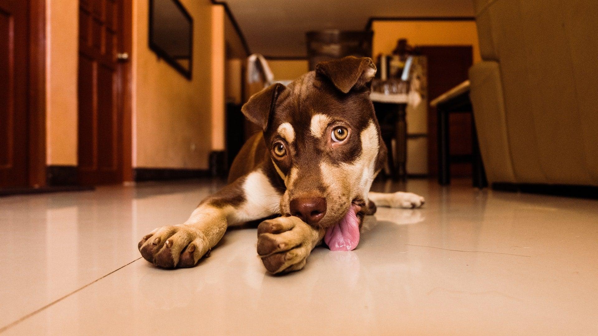 Why Do Dogs Lick Their Paws?