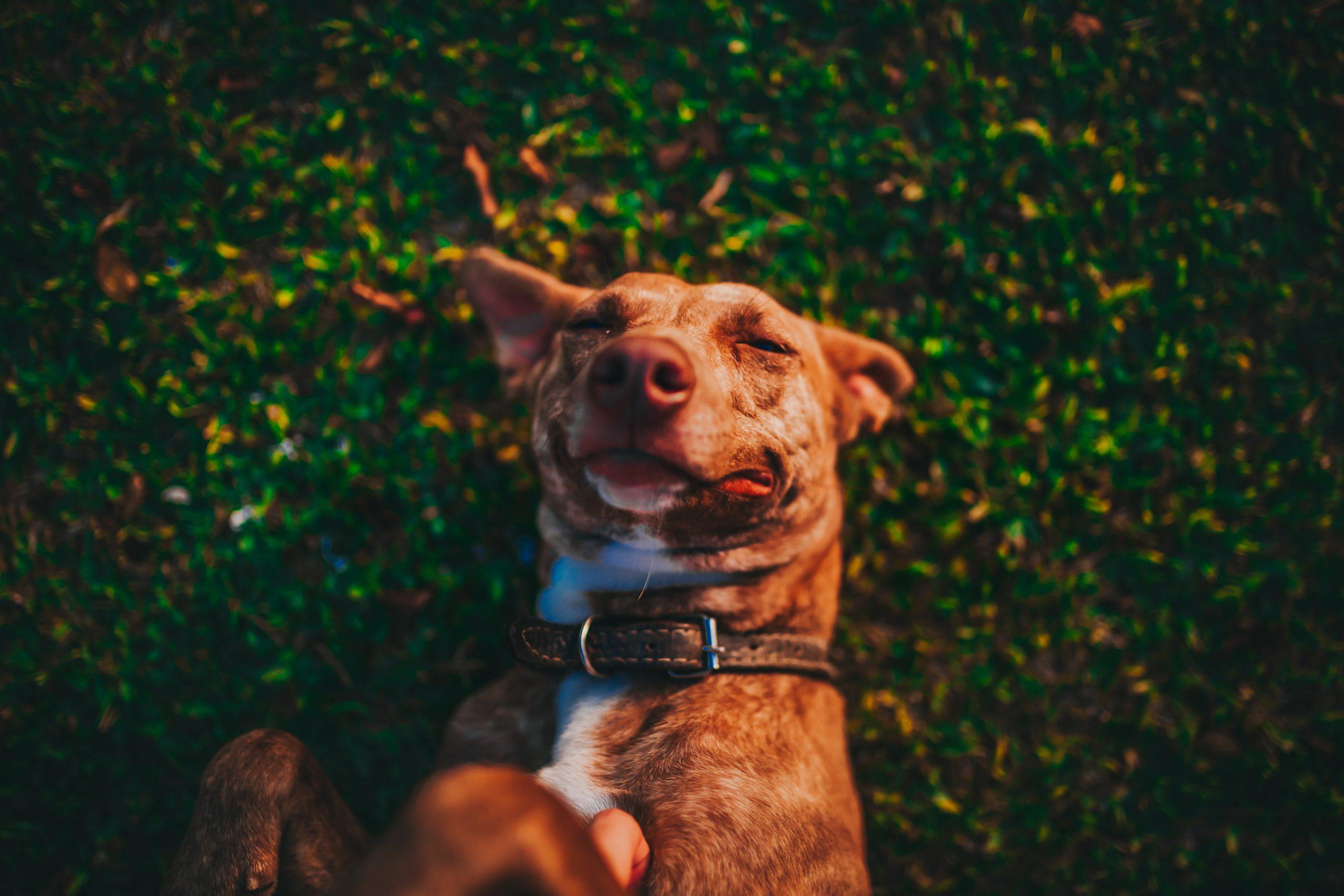 6 Easy Homemade Dog Treat Recipes To Spoil Your Pooch