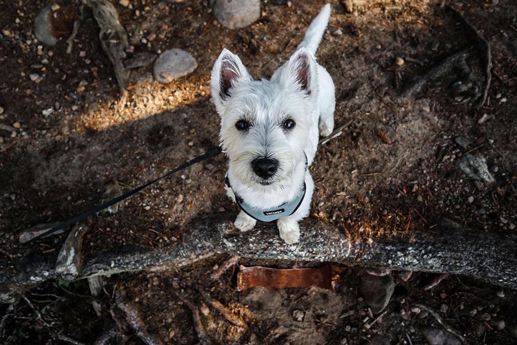 Why Does Your Dog Have Dandruff & How Can You Get Rid Of It?