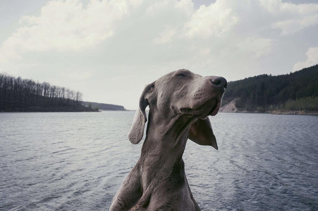 How To Clean Your Dog’s Ears