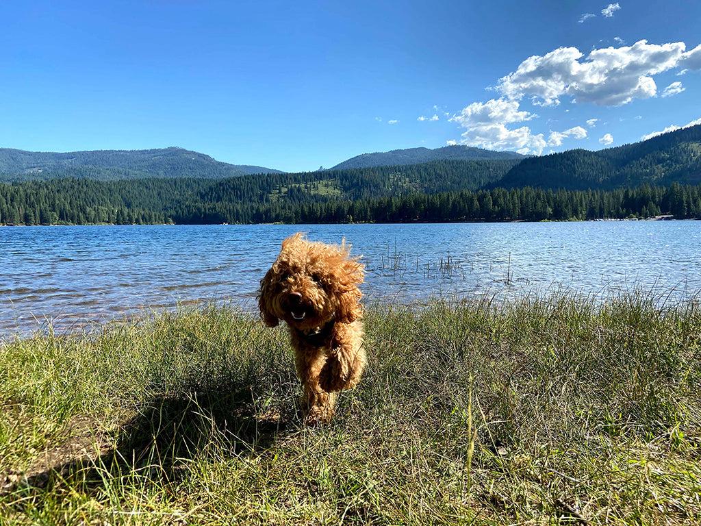 Blue Green Algae & Dogs