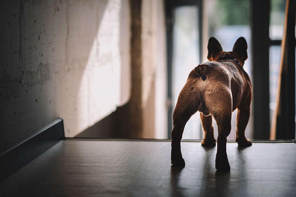 Why Do Dogs Sniff Butts?