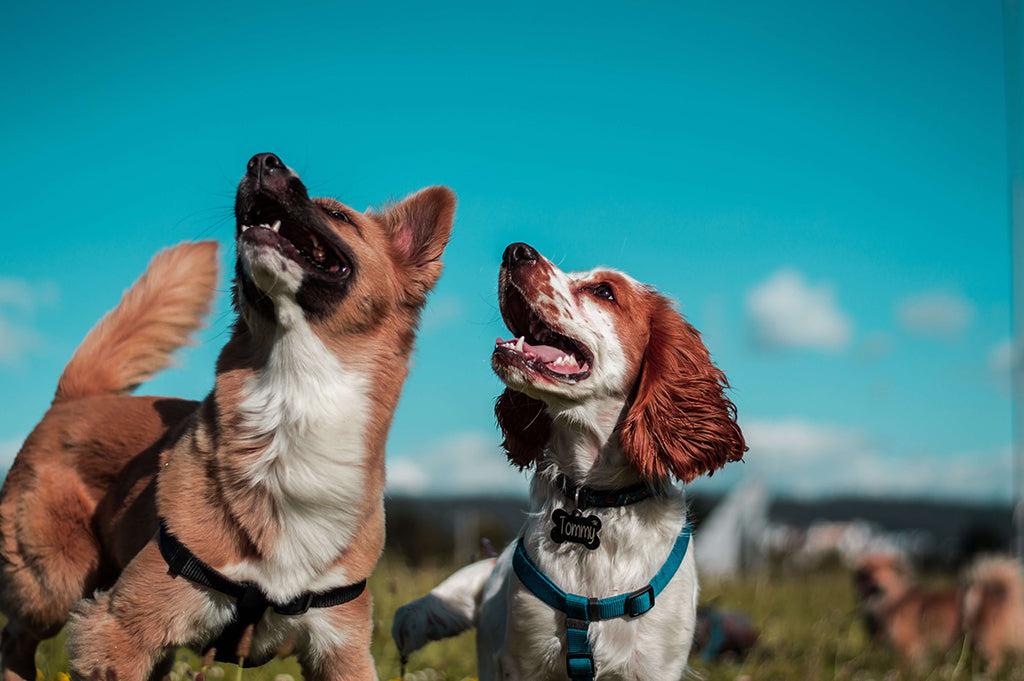 The 15 Most Trainable Dog Breeds - PetLab Co