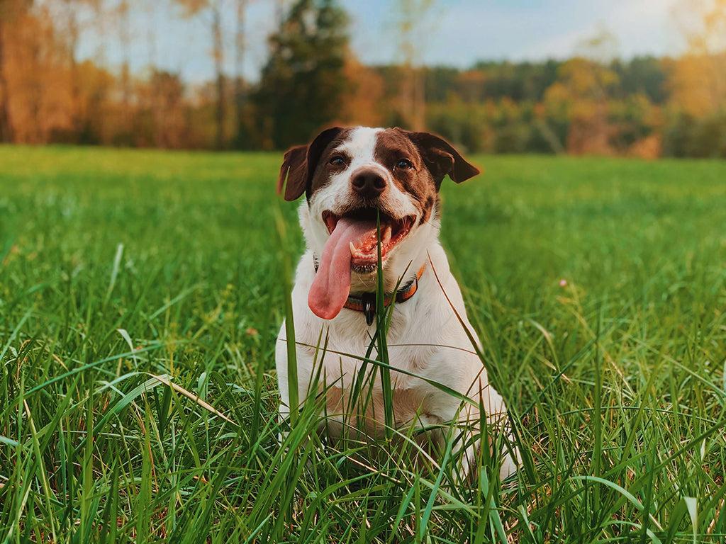 Why Do Dogs Eat Grass? Reasons & Prevention Tips