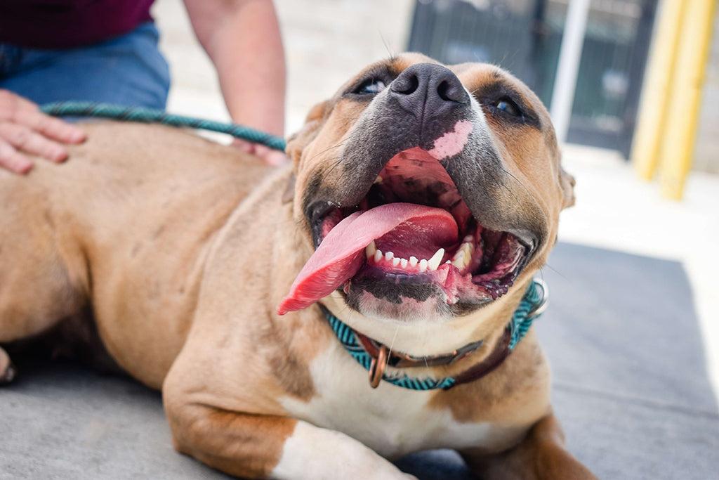 Pale Gums In Dogs