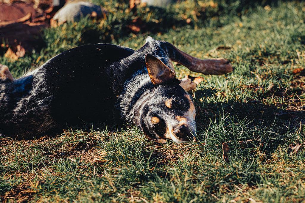 Why Do Dogs Roll In Poop?