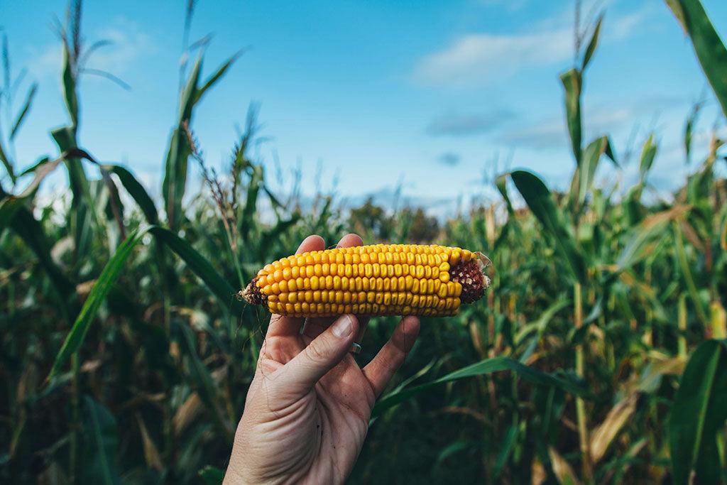 Can Dogs Have Corn?