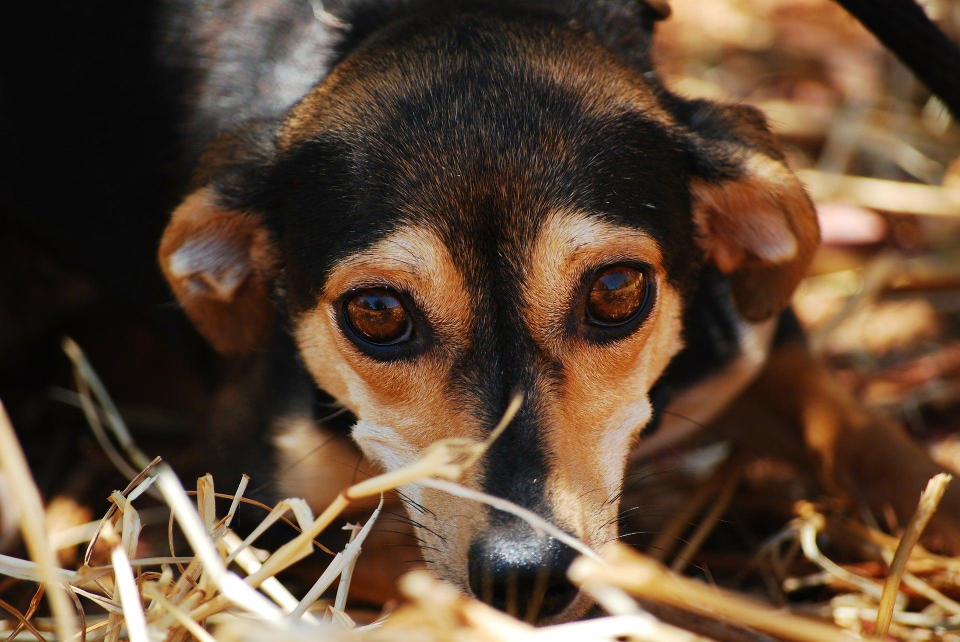 How To Build A Dog’s Confidence