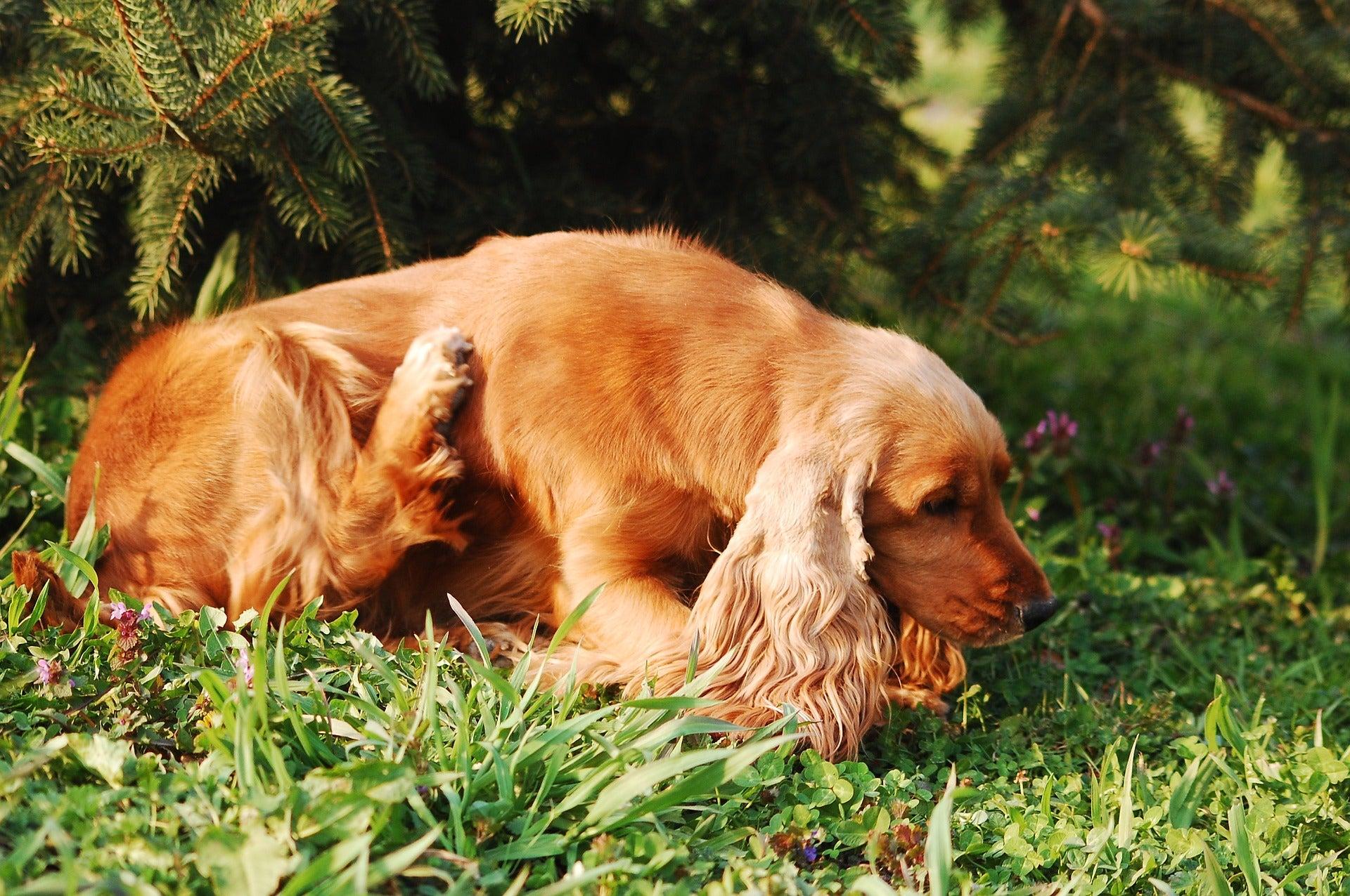 5 Ways To Help Dog’s Dry Skin