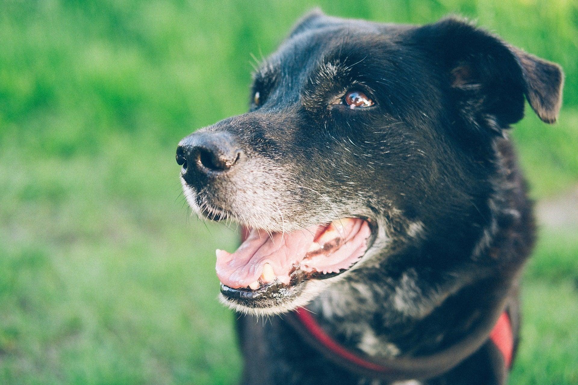 4 Alternatives To Walking A Senior Dog