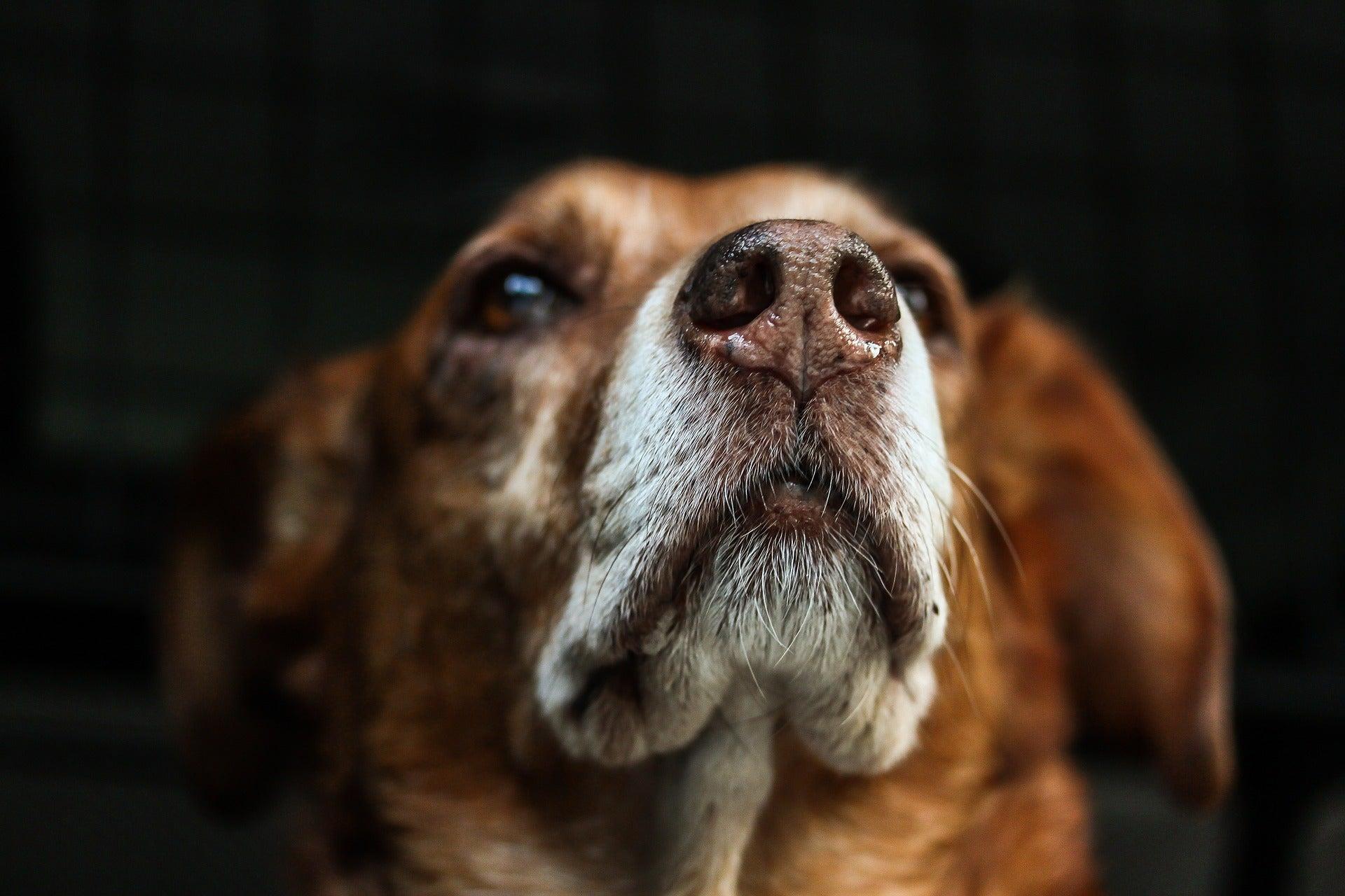 Nose Work Dog Training