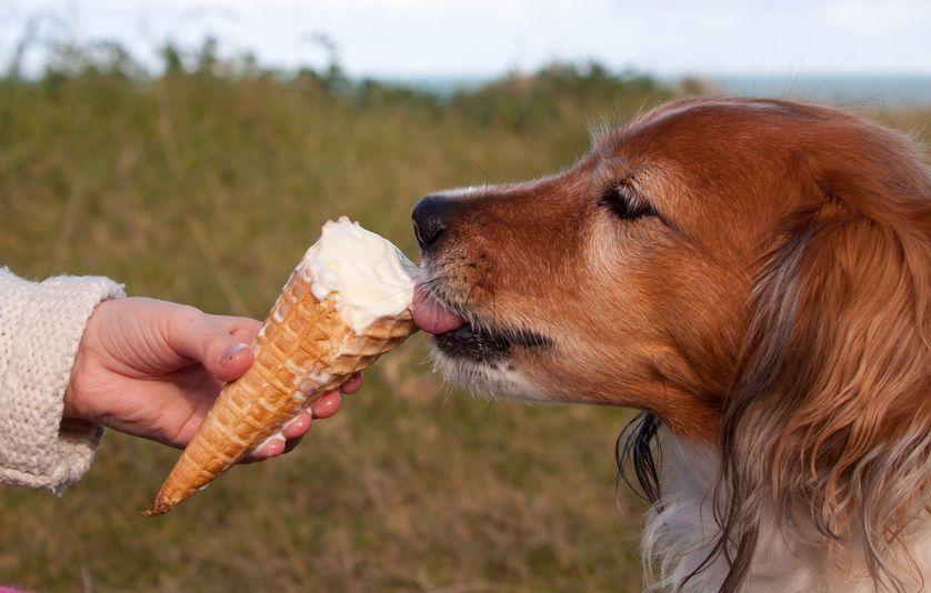 A List of Human Foods Dogs Can't Eat - The Dogington Post