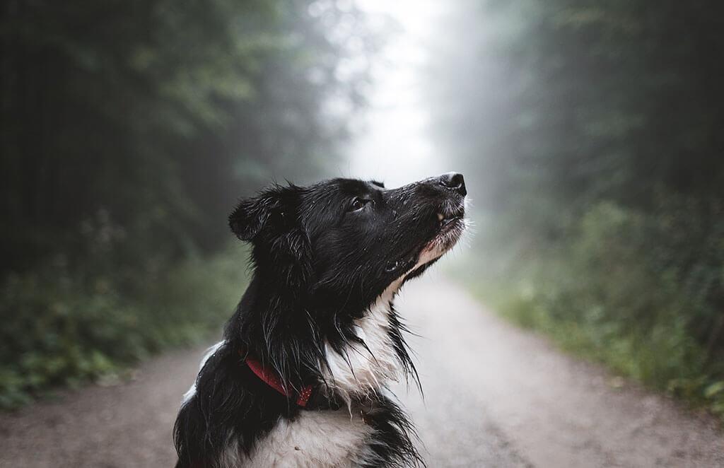 Can Dogs Eat Acorns?