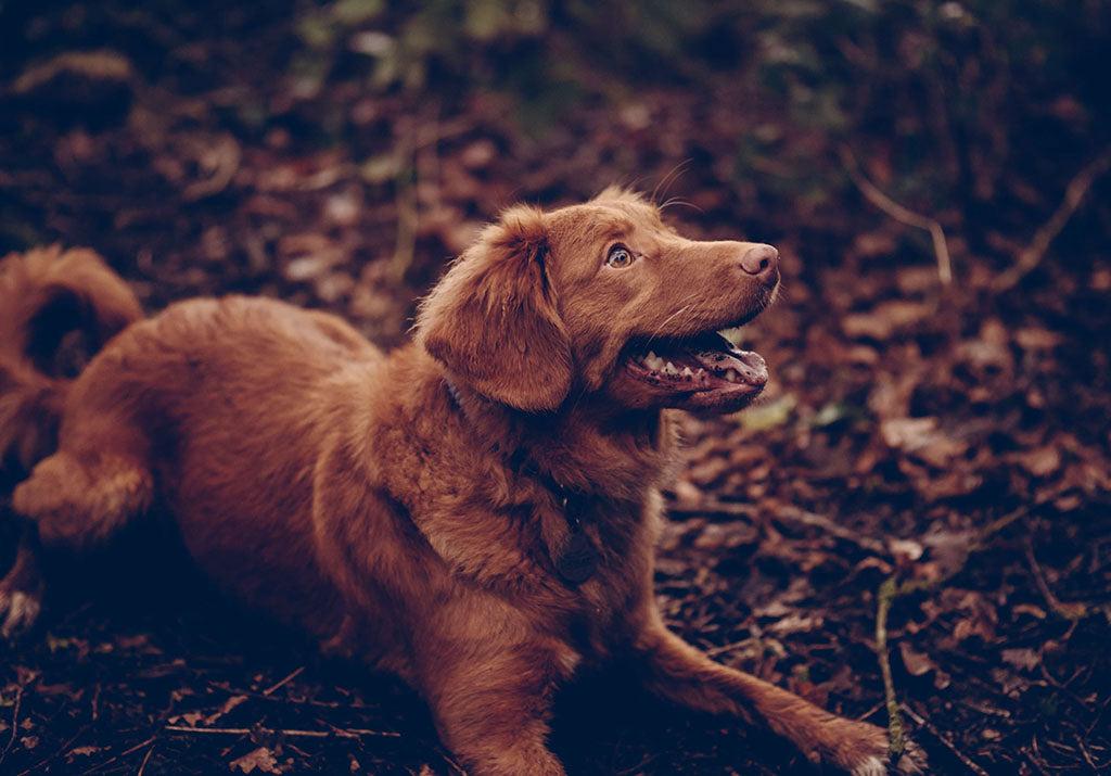 How to Get Burrs Out of Dogs Fur PetLab Co