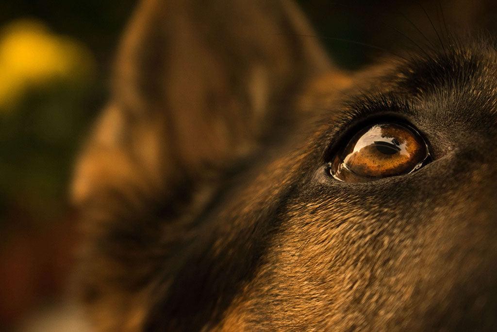 Cataracts In Dogs