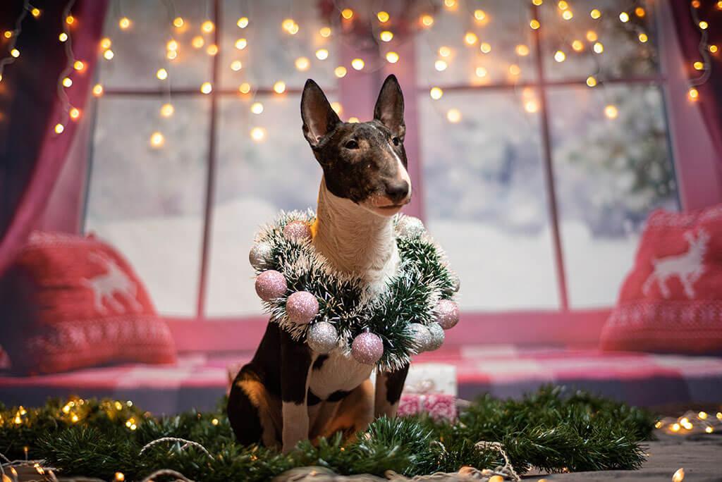 How To Make Your Dog A Christmas Cake