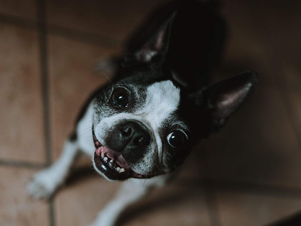 Do Dogs Smile? What Their Goofy Grins REALLY Mean