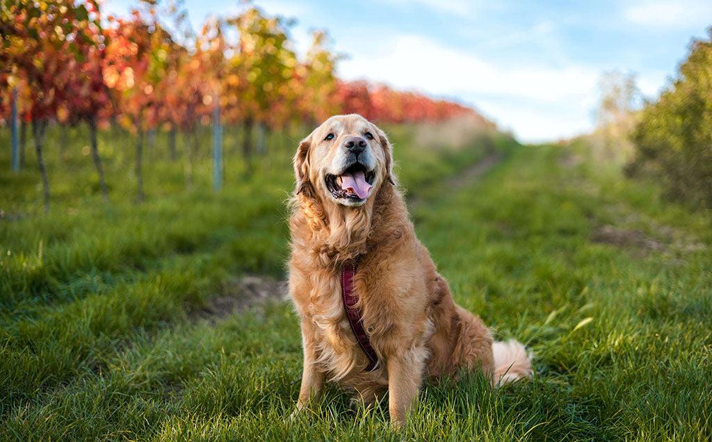 Can Dogs Eat Turkey?
