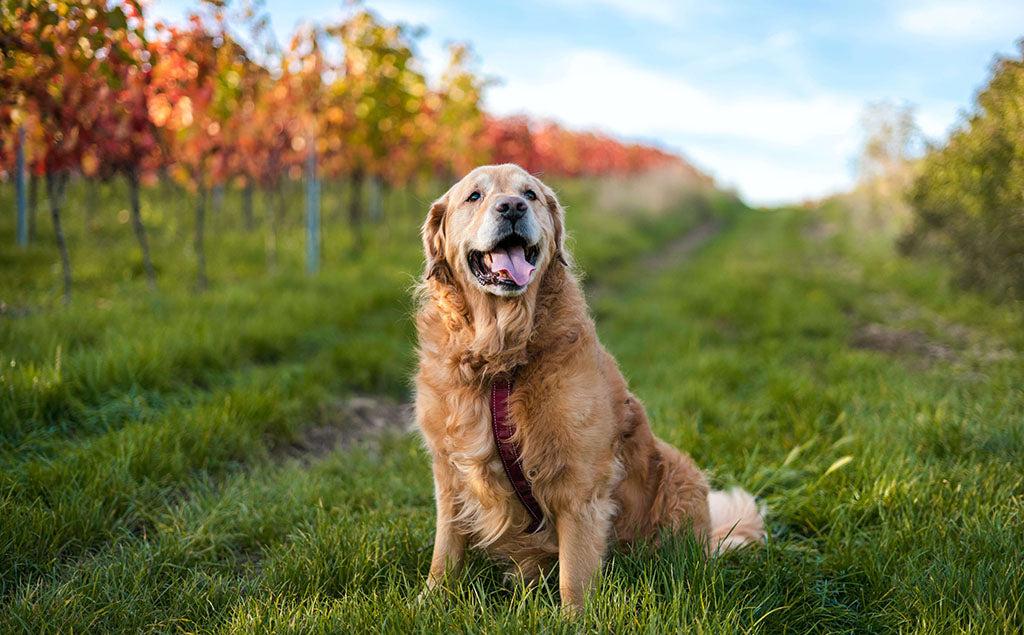 Can Dogs Eat Turkey?